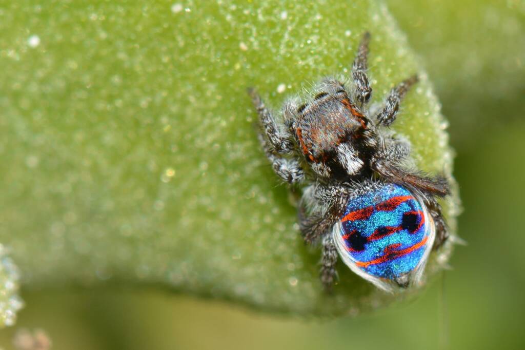 Maratus speciosus, Coastal WA © Jean and Fred Hort