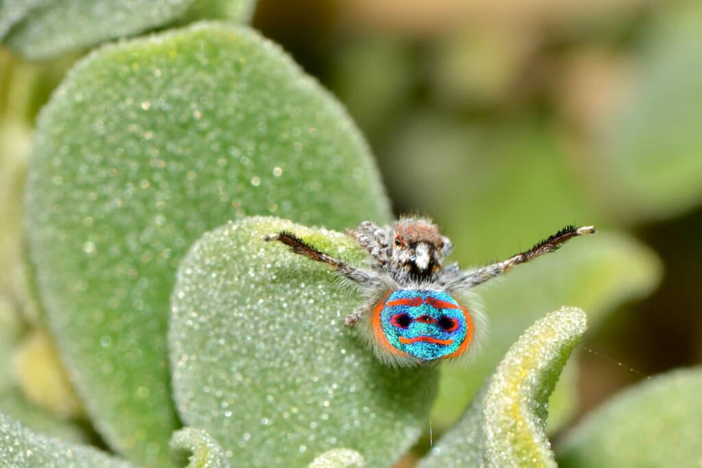 Maratus speciosus, Coastal WA © Jean and Fred Hort