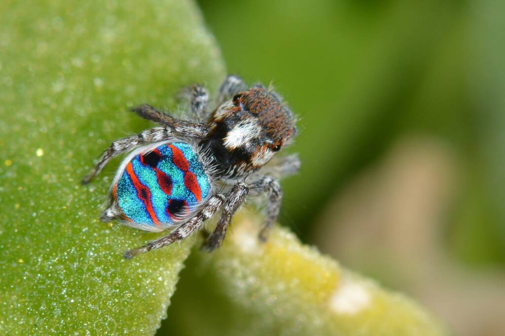 Maratus speciosus, Trigg Beach Joondalup WA © Jean and Fred Hort