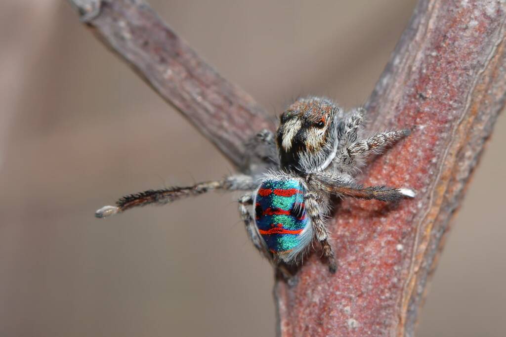 Maratus speciosus, Pinaroo Point WA © Jean and Fred Hort
