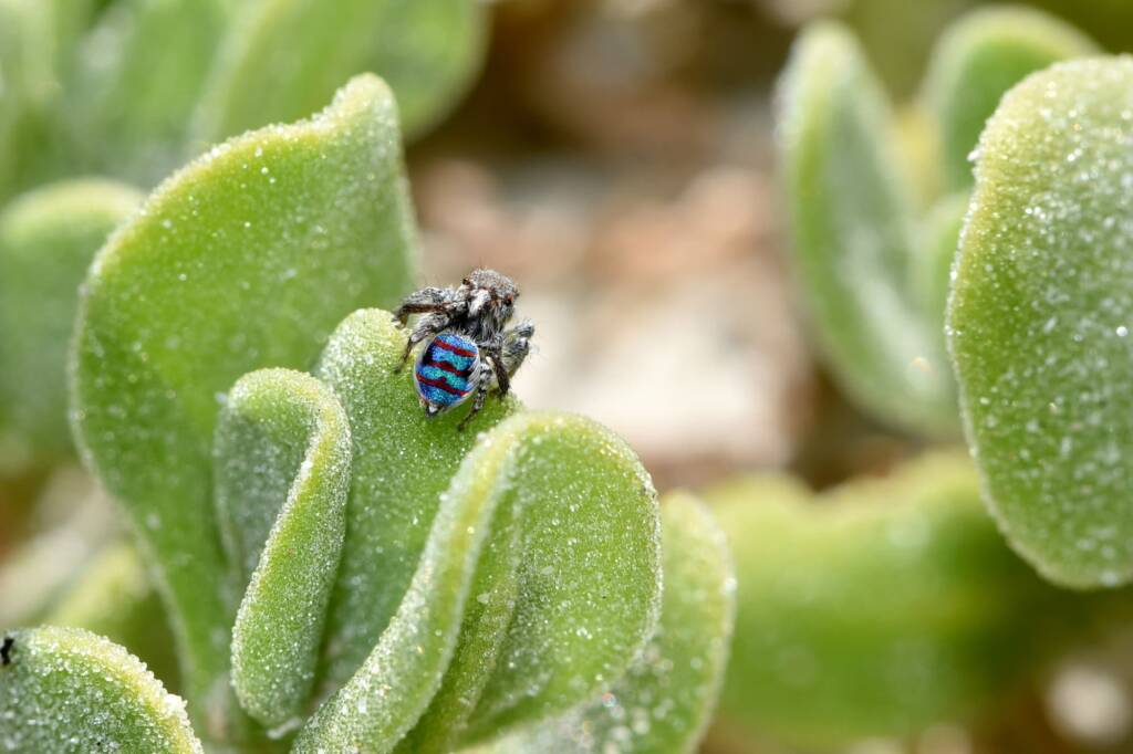 Maratus speciosus, Pinaroo Point WA © Jean and Fred Hort