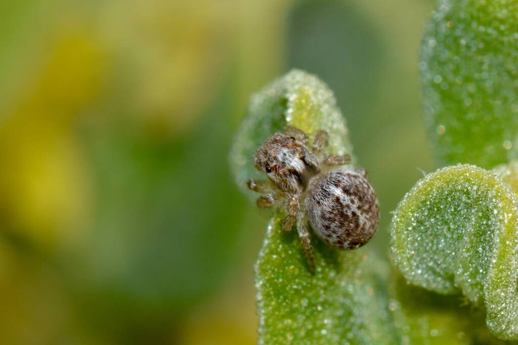 Maratus speciosus (female), City Beach WA © Jean and Fred Hort