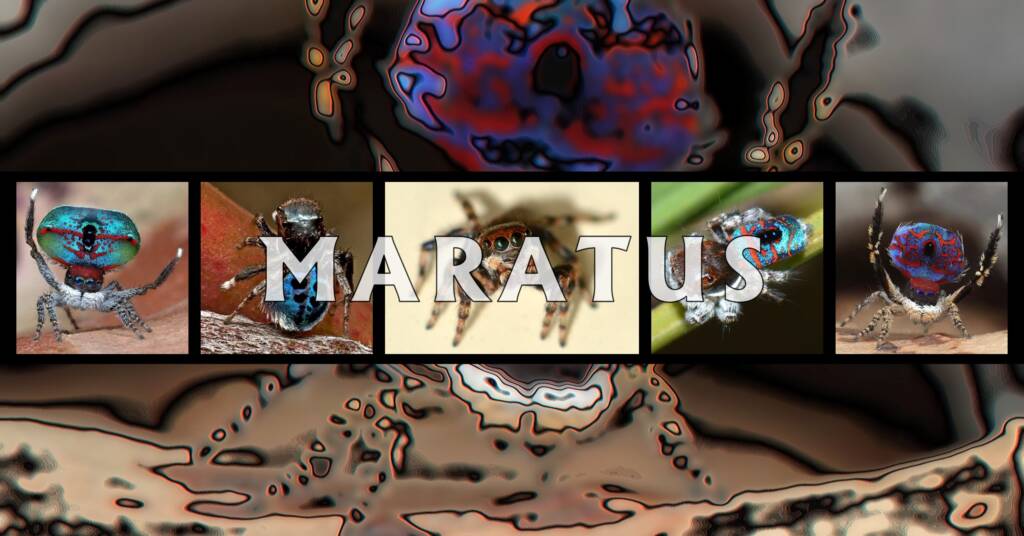 Maratus Spiders - Ausemade filmstrip
