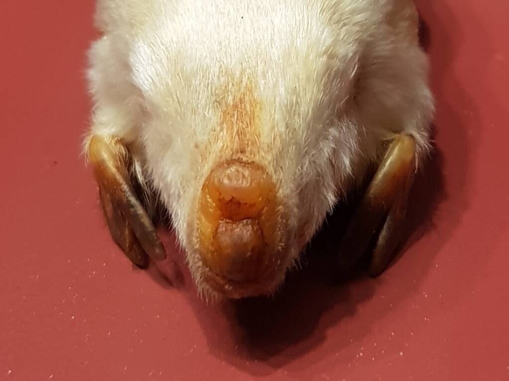 Marsupial Mole, Museum of Central Australia, Araluen Cultural Precinct, Alice Springs NT