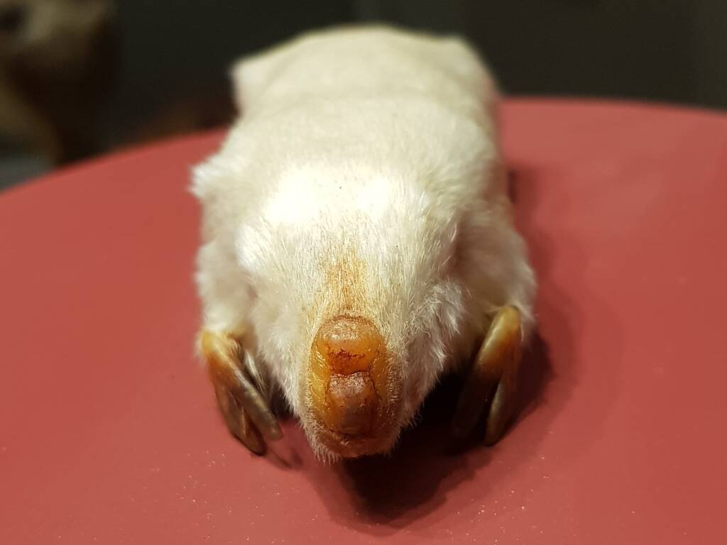 Marsupial Mole, Museum of Central Australia, Araluen Cultural Precinct, Alice Springs NT
