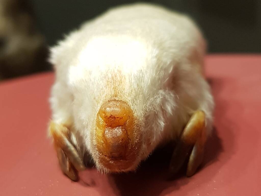 Marsupial Mole, Museum of Central Australia, Araluen Cultural Precinct, Alice Springs NT