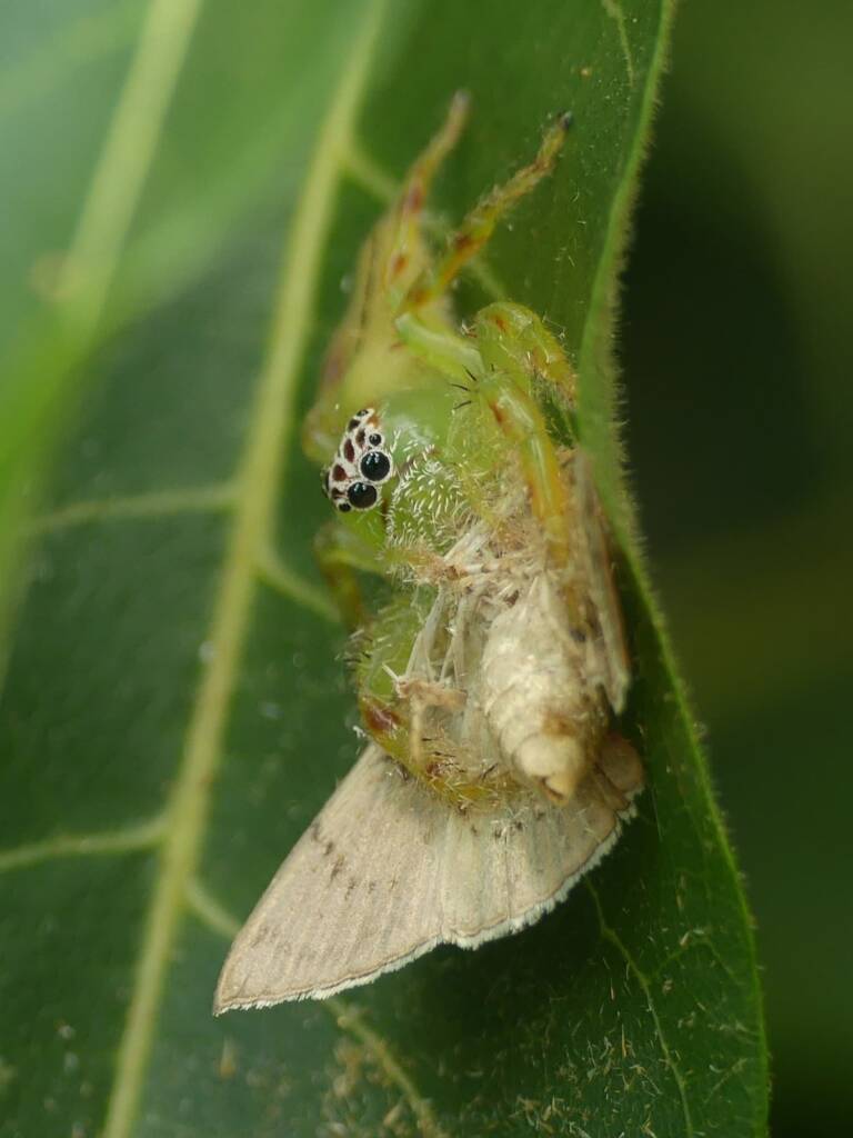 Female Mopsus mormon (Green Jumping Spider) with prey, Gold Coast QLD © Stefan Jones