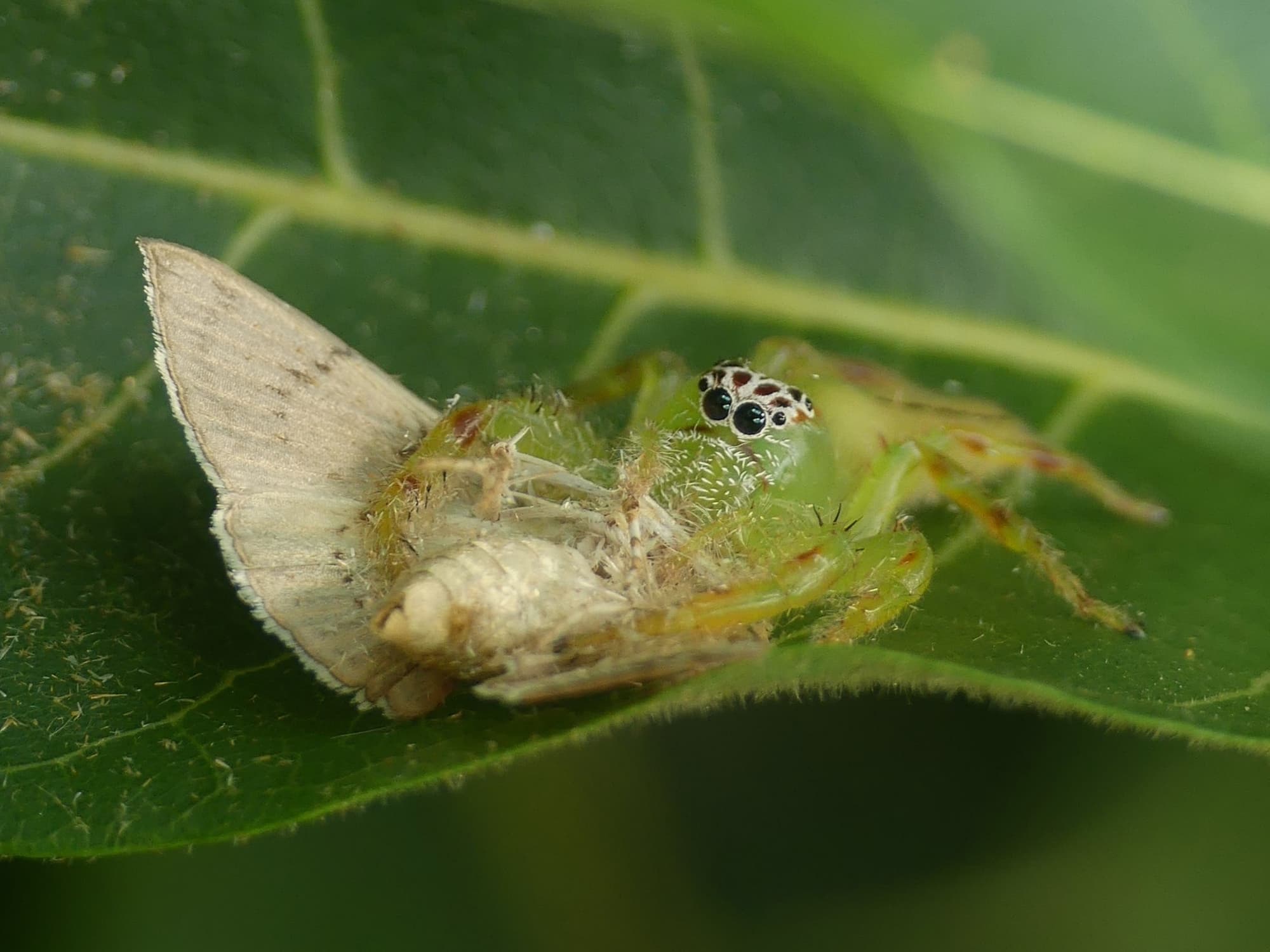 Female Mopsus mormon (Green Jumping Spider) with prey, Gold Coast QLD © Stefan Jones