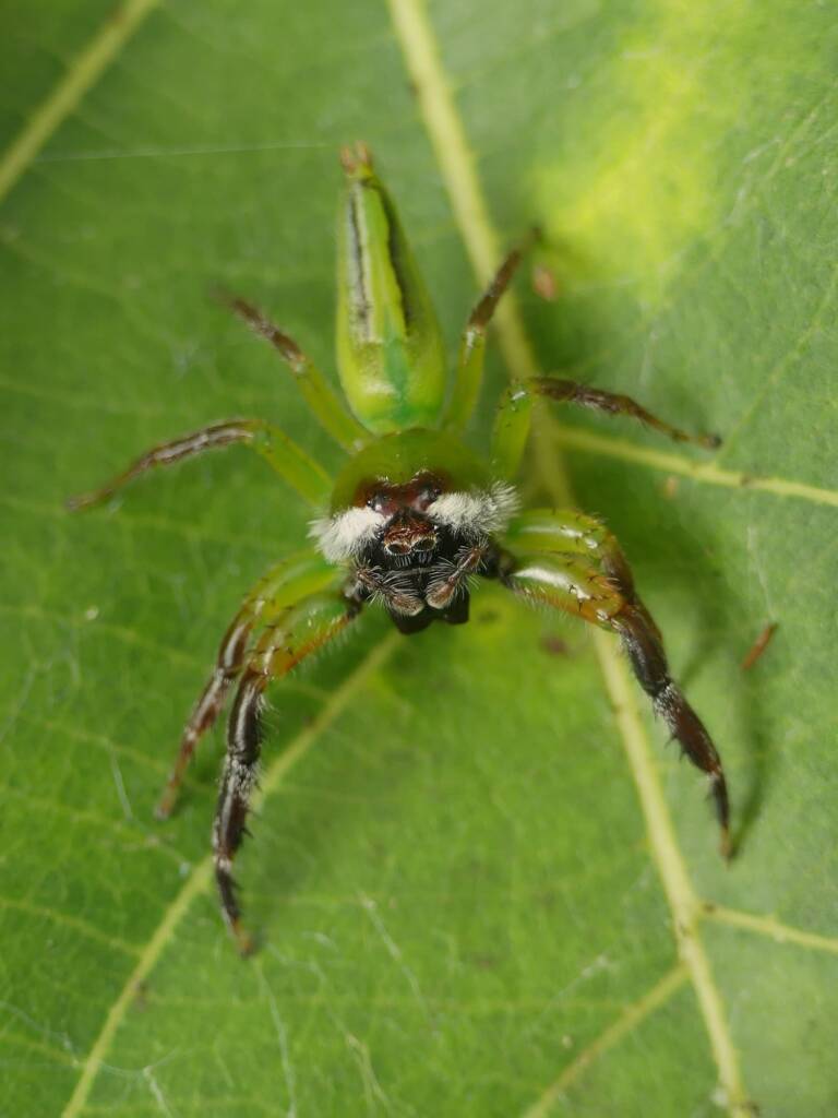 Mopsus mormon (Green Jumping Spider), Gold Coast QLD © Stefan Jones