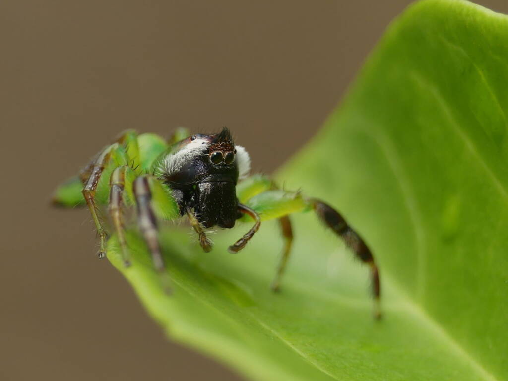 Mopsus mormon (Green Jumping Spider), Gold Coast QLD © Stefan Jones