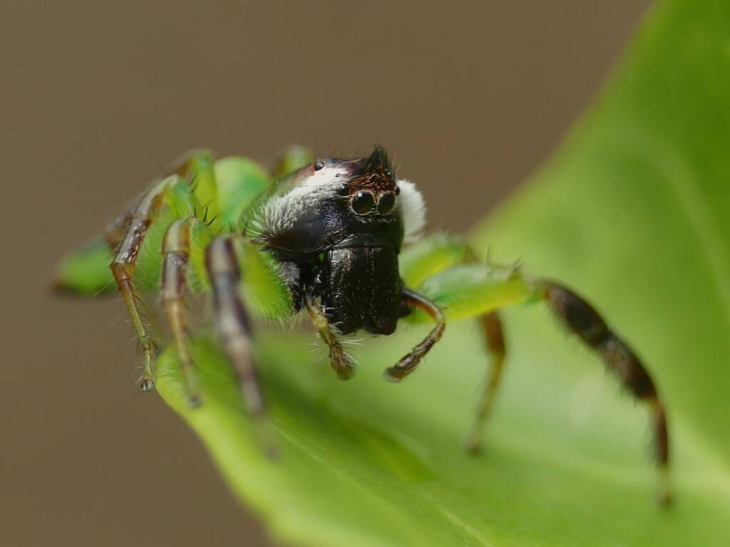 Mopsus mormon (Green Jumping Spider), Gold Coast QLD © Stefan Jones