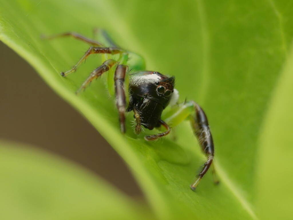 Mopsus mormon (Green Jumping Spider), Gold Coast QLD © Stefan Jones