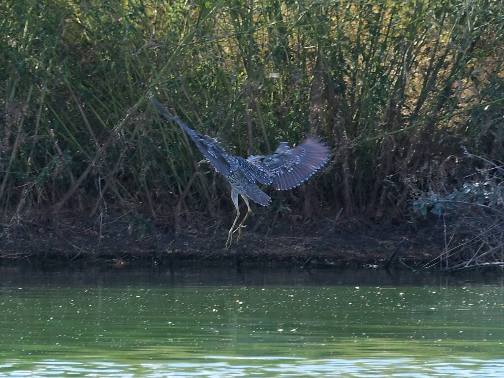 Nankeen Night Heron (Nycticorax caledonicus), Alice Springs Sewage Ponds NT © Dorothy Latimer