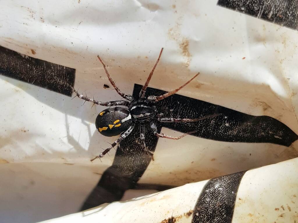 Nyssus coloripes (Orange-legged Swift Spider), Alice Springs NT
