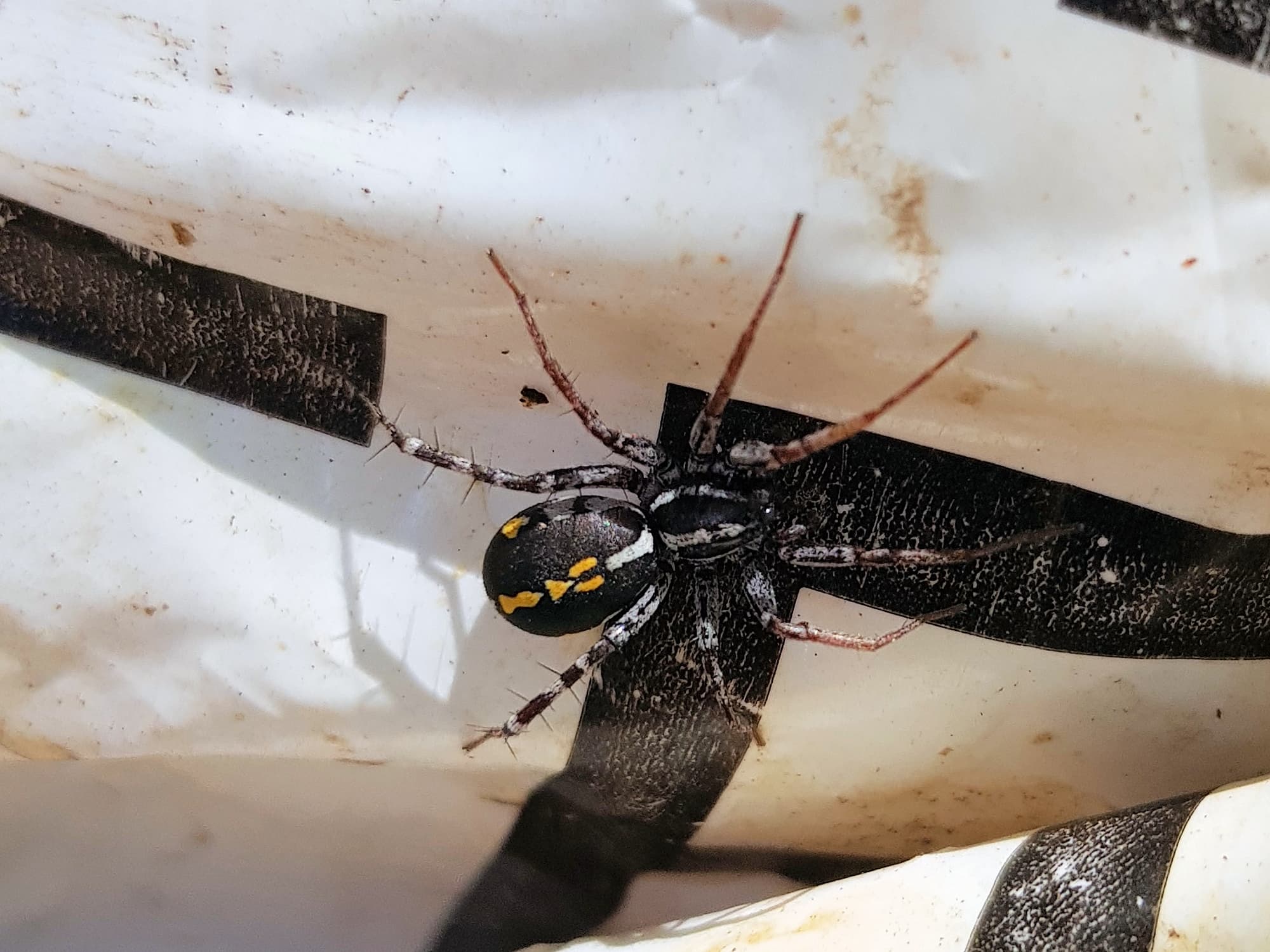 Nyssus coloripes (Orange-legged Swift Spider), Alice Springs NT