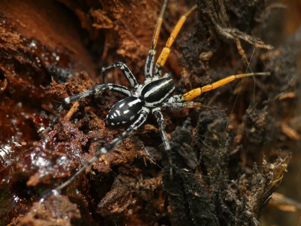 Nyssus coloripes (Spotted Ground Swift Spider), Gold Coast QLD © Stefan Jones