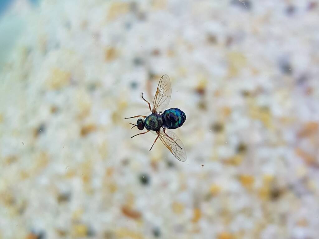 Opaluma (Australian Soldier Fly), Alice Springs NT