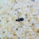 Opaluma (Australian Soldier Fly), Alice Springs NT
