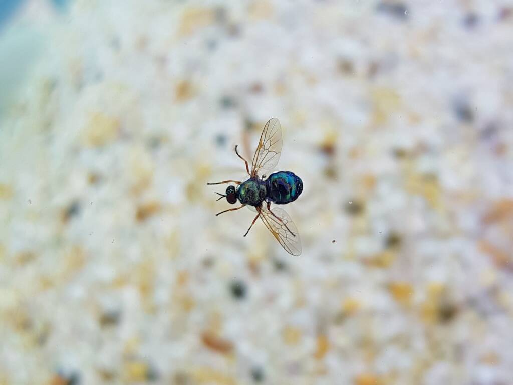 Opaluma (Australian Soldier Fly), Alice Springs NT