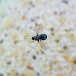 Opaluma (Australian Soldier Fly), Alice Springs NT