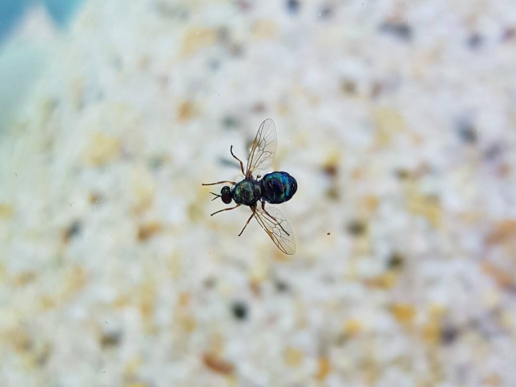 Opaluma (Australian Soldier Fly), Alice Springs NTq