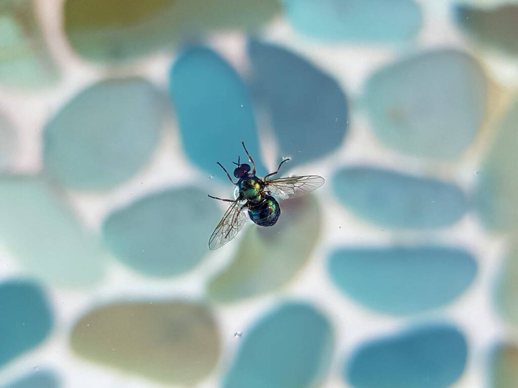 Opaluma (Australian Soldier Fly), Alice Springs NT