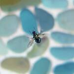 Opaluma (Australian Soldier Fly), Alice Springs NT