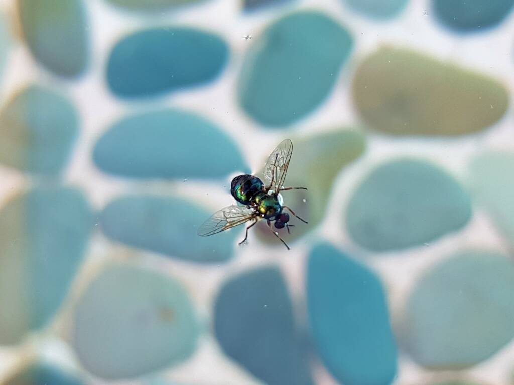 Opaluma (Australian Soldier Fly), Alice Springs NT