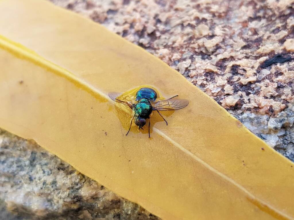 Opaluma (Australian Soldier Fly), Alice Springs NT