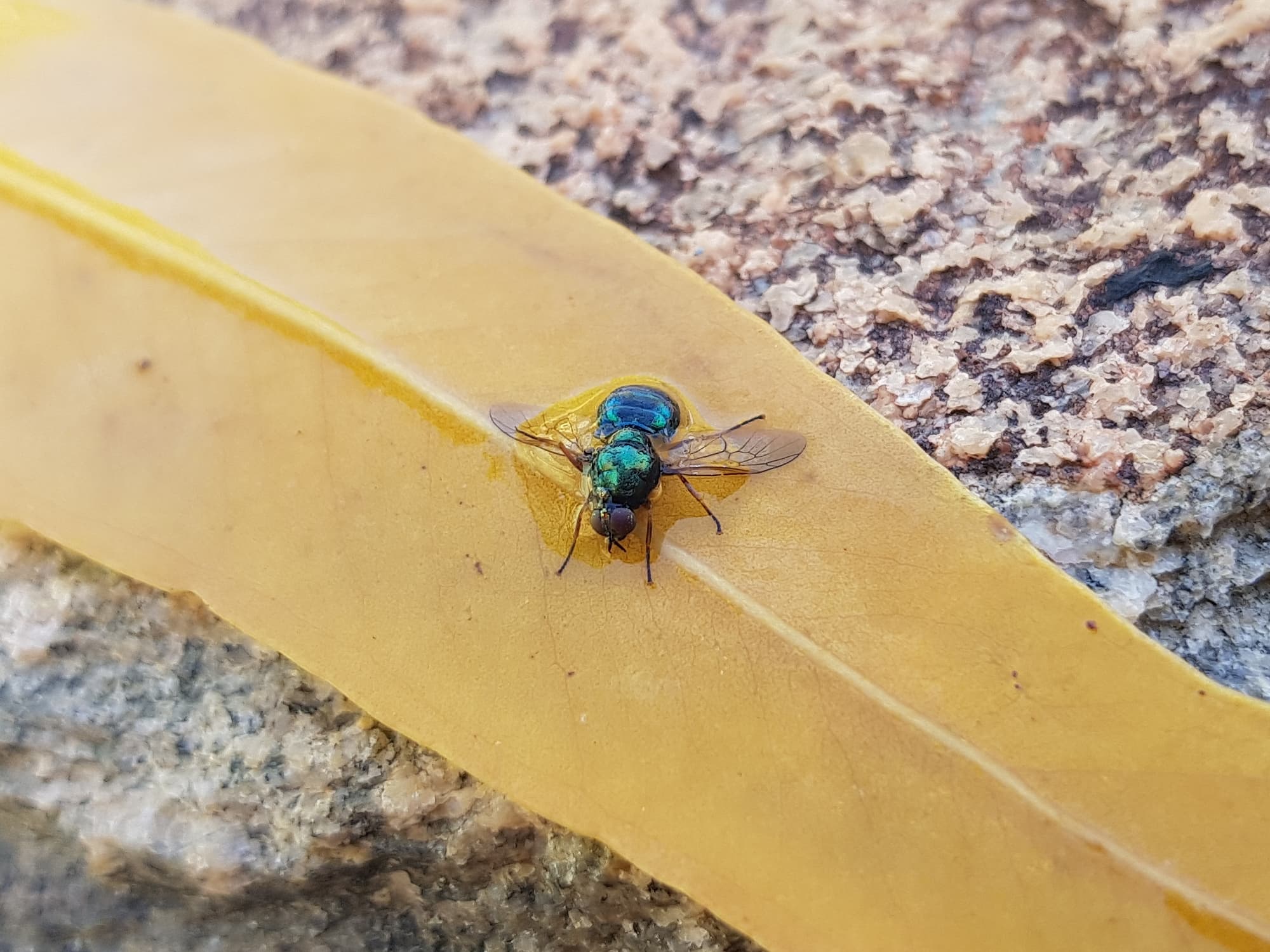Opaluma (Australian Soldier Fly), Alice Springs NT