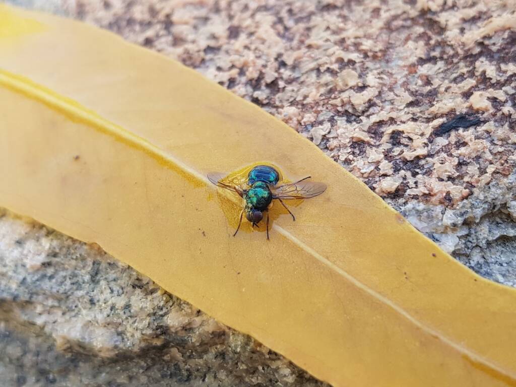Opaluma (Australian Soldier Fly), Alice Springs NT