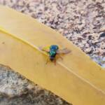 Opaluma (Australian Soldier Fly), Alice Springs NT