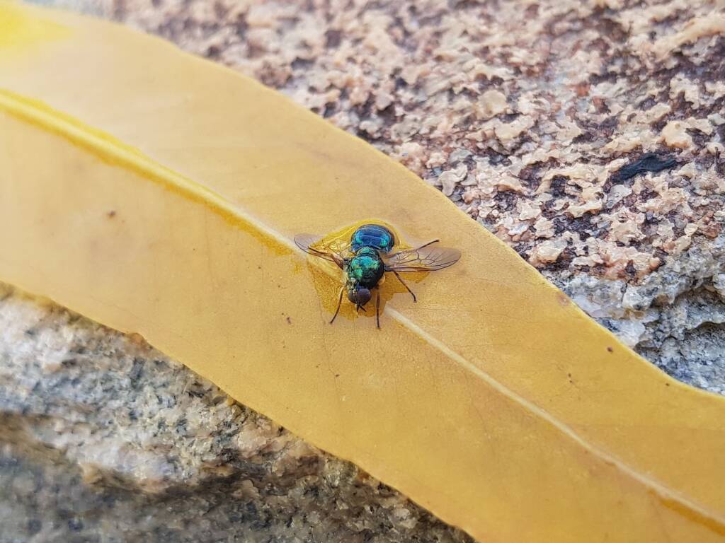 Opaluma (Australian Soldier Fly), Alice Springs NT