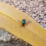 Opaluma (Australian Soldier Fly), Alice Springs NT