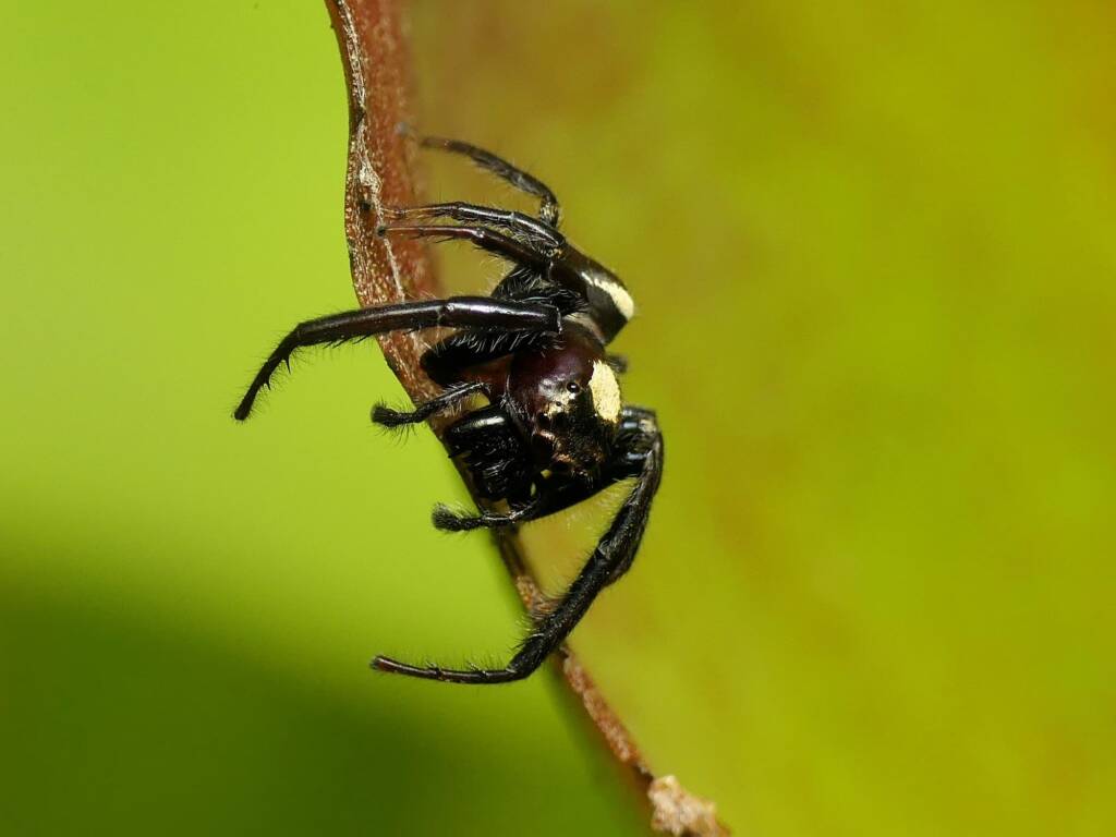 Opisthoncus grassator (Wandering Vagabond Jumping Spider), Gold Coast QLD © Stefan Jones