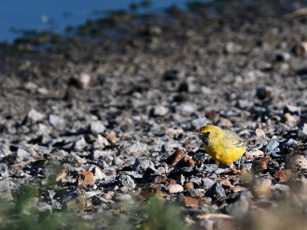 Orange Chat (Epthianura aurifrons), Alice Springs Sewage Ponds NT © Dorothy Latimer