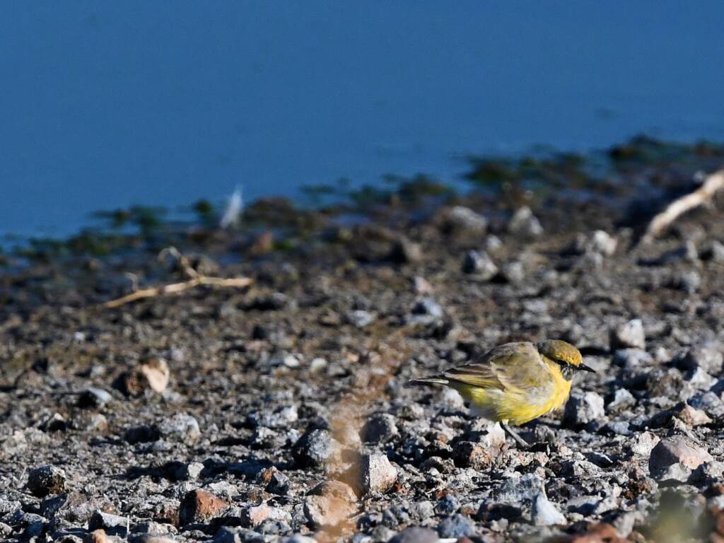 Orange Chat (Epthianura aurifrons), Alice Springs Sewage Ponds NT © Dorothy Latimer