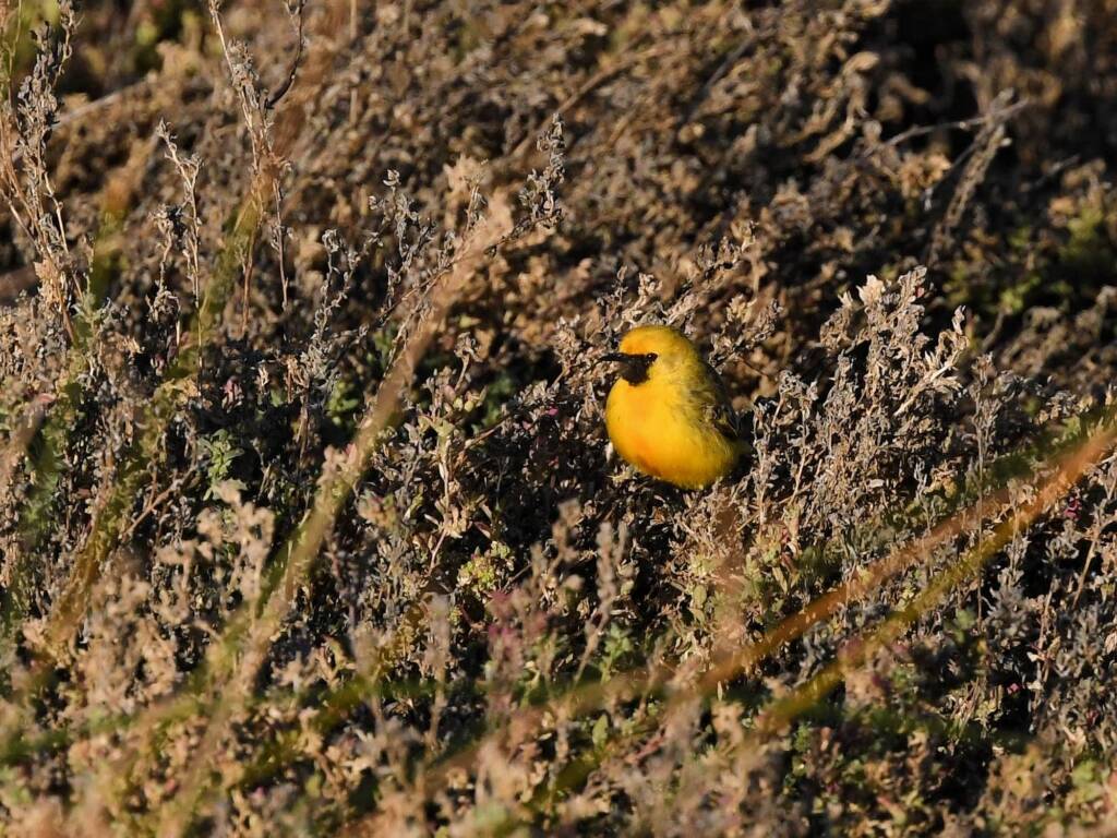 Orange Chat (Epthianura aurifrons), Alice Springs Sewage Ponds NT © Dorothy Latimer