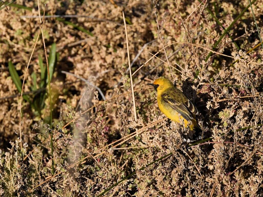 Orange Chat (Epthianura aurifrons), Alice Springs Sewage Ponds NT © Dorothy Latimer