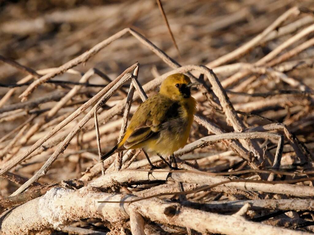 Orange Chat (Epthianura aurifrons), Alice Springs Sewage Ponds NT © Dorothy Latimer