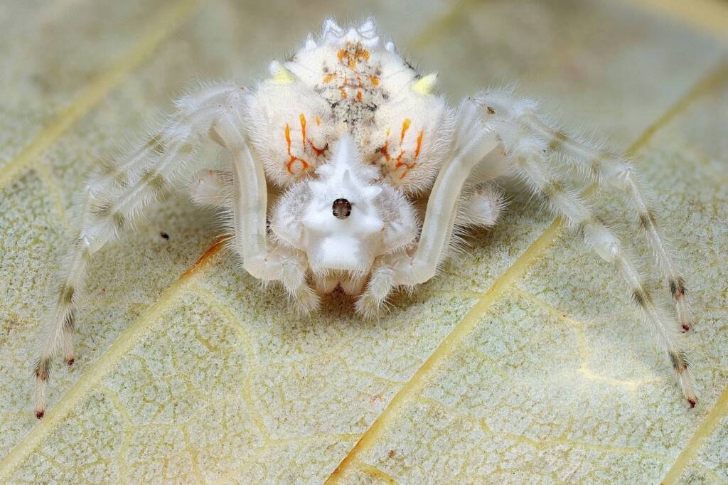 Magnificent Spider (Ordgarius magnificus), Narara NSW © Michael Doe