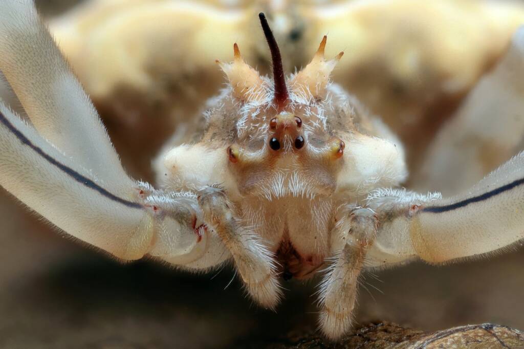 Ordgarius sp, Narara NSW © Michael Doe