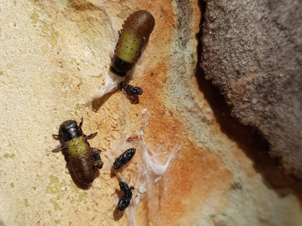 Paropsisterna beata (Blessed Leaf Beetle) larva, Alice Springs Desert Park NT