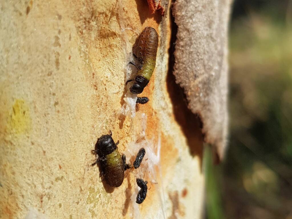 Paropsisterna beata (Blessed Leaf Beetle) larva, Alice Springs Desert Park NT