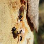 Paropsisterna beata (Blessed Leaf Beetle) larva, Alice Springs Desert Park NT
