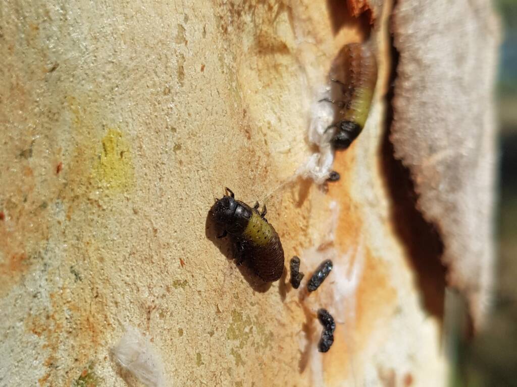 Paropsisterna beata (Blessed Leaf Beetle) larva, Alice Springs Desert Park NT