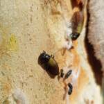 Paropsisterna beata (Blessed Leaf Beetle) larva, Alice Springs Desert Park NT
