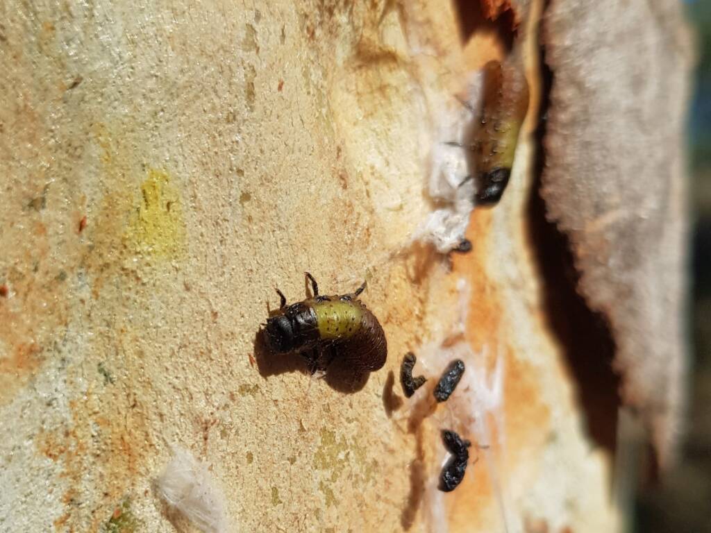 Paropsisterna beata (Blessed Leaf Beetle) larva, Alice Springs Desert Park NT