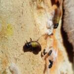 Paropsisterna beata (Blessed Leaf Beetle) larva, Alice Springs Desert Park NT