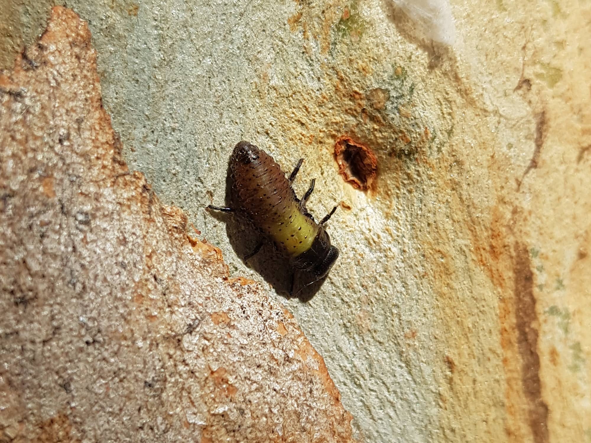 Paropsisterna beata (Blessed Leaf Beetle) larva, Alice Springs Desert Park NT